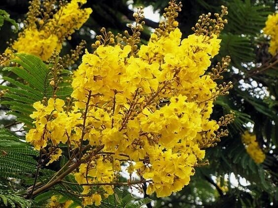 Super Peltophorum Pterocarpum Seeds Pcs 4 Soga Yellow Flame Tree