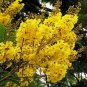 Super Peltophorum Pterocarpum Seeds Pcs 4 Soga Yellow Flame Tree