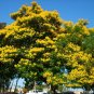 Super Peltophorum Pterocarpum Seeds Pcs 4 Soga Yellow Flame Tree