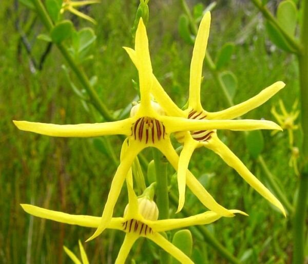 Super Yellow Tail Flower Rare Seeds Pcs 5 Anthocercis Littorea