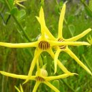 Super Yellow Tail Flower Rare Seeds Pcs 5 Anthocercis Littorea