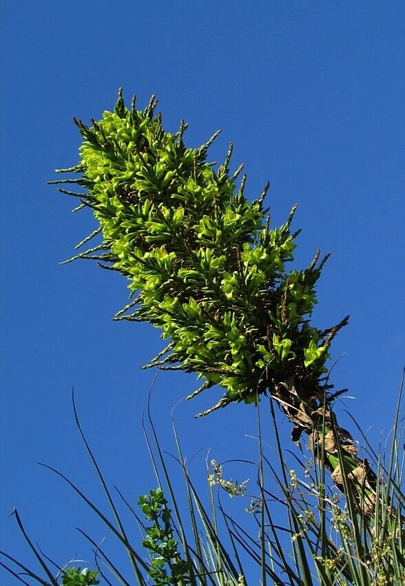 Super Sheep Eating Plant Seeds Pcs 8 De Chagual Puya Chilensis Bromeliad
