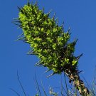 Super Sheep Eating Plant Seeds Pcs 8 De Chagual Puya Chilensis Bromeliad