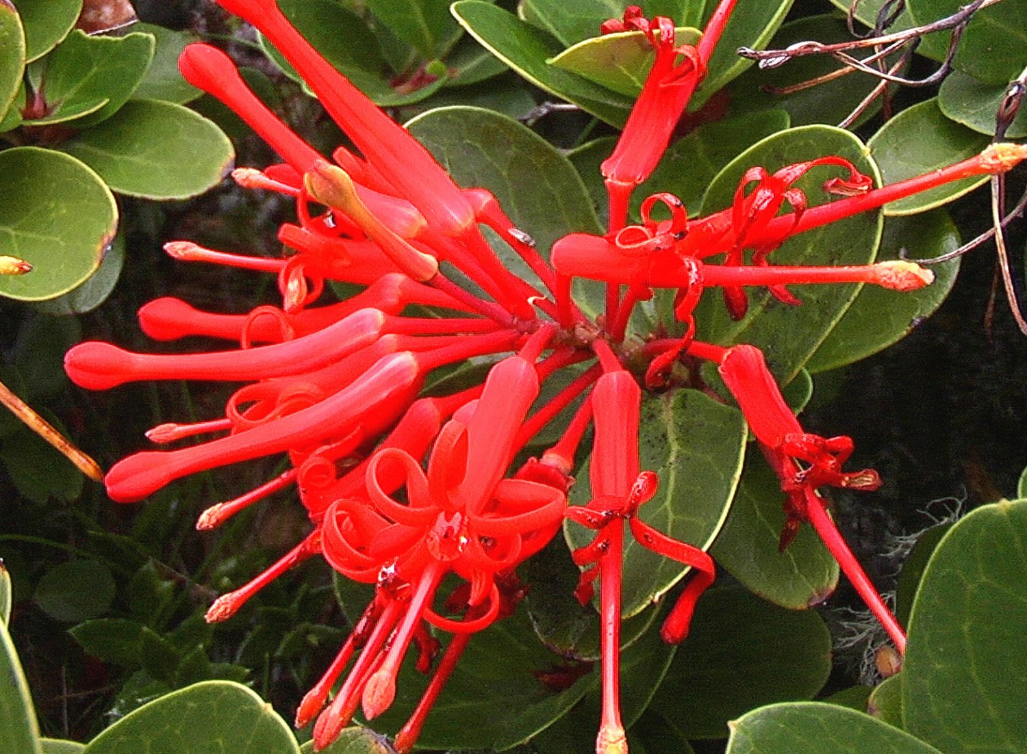 Super Flame Flower Seeds Pcs 3 Chile Fire Tree Embothrium Coccineum