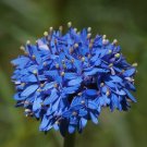 Super Blue Pincussion Rare Seeds Pcs 5 Of Brunonia Australis