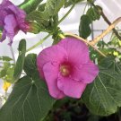 Super Rare Seeds Pcs 4 Of Wercklea Insignis