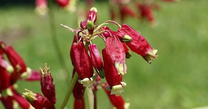 Super Firecracker Flower Rare Seeds Pcs 5 Dichelostemma Ida Maia