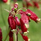 Super Firecracker Flower Rare Seeds Pcs 5 Dichelostemma Ida Maia