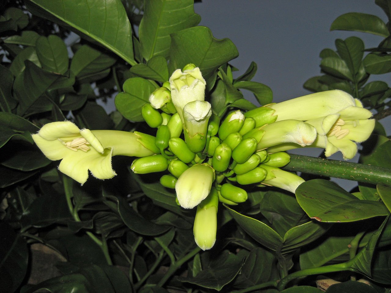 Super Three Kings Vine Rare Seeds Pcs 4 Tecomanthe Speciosa