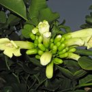 Super Three Kings Vine Rare Seeds Pcs 4 Tecomanthe Speciosa