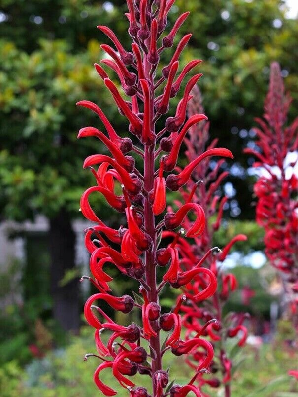 Super Devils Tobacco Seeds Pcs 15 Lobelia Tupa
