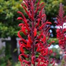 Super Devils Tobacco Seeds Pcs 15 Lobelia Tupa