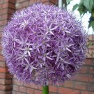 Super Star Of Persia Seeds Pcs 5 Allium Christophii