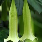 Super Portlandia Rare Seeds Pcs 3 Of Campanita Cubanola Domingensis