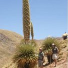 Super Queen Of The Andes Seeds Pcs 6 Reine Des Andes Puya Raimondii