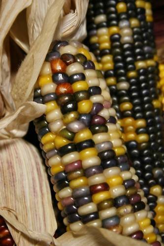 Super Rainbow Corn Seeds Pcs 20 Multicolor Indian Corn Zea Mays