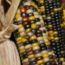 Super Rainbow Corn Seeds Pcs 20 Multicolor Indian Corn Zea Mays
