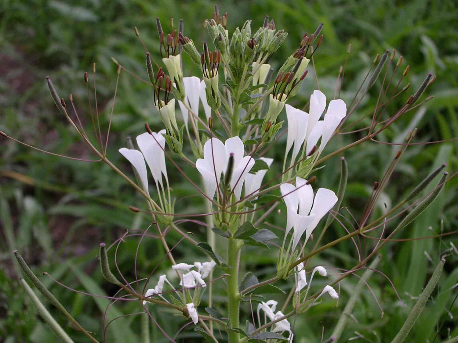 Super African Cabbage Rare Seeds Pcs 15 Cleome Gynandra