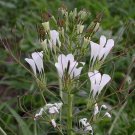 Super African Cabbage Rare Seeds Pcs 15 Cleome Gynandra