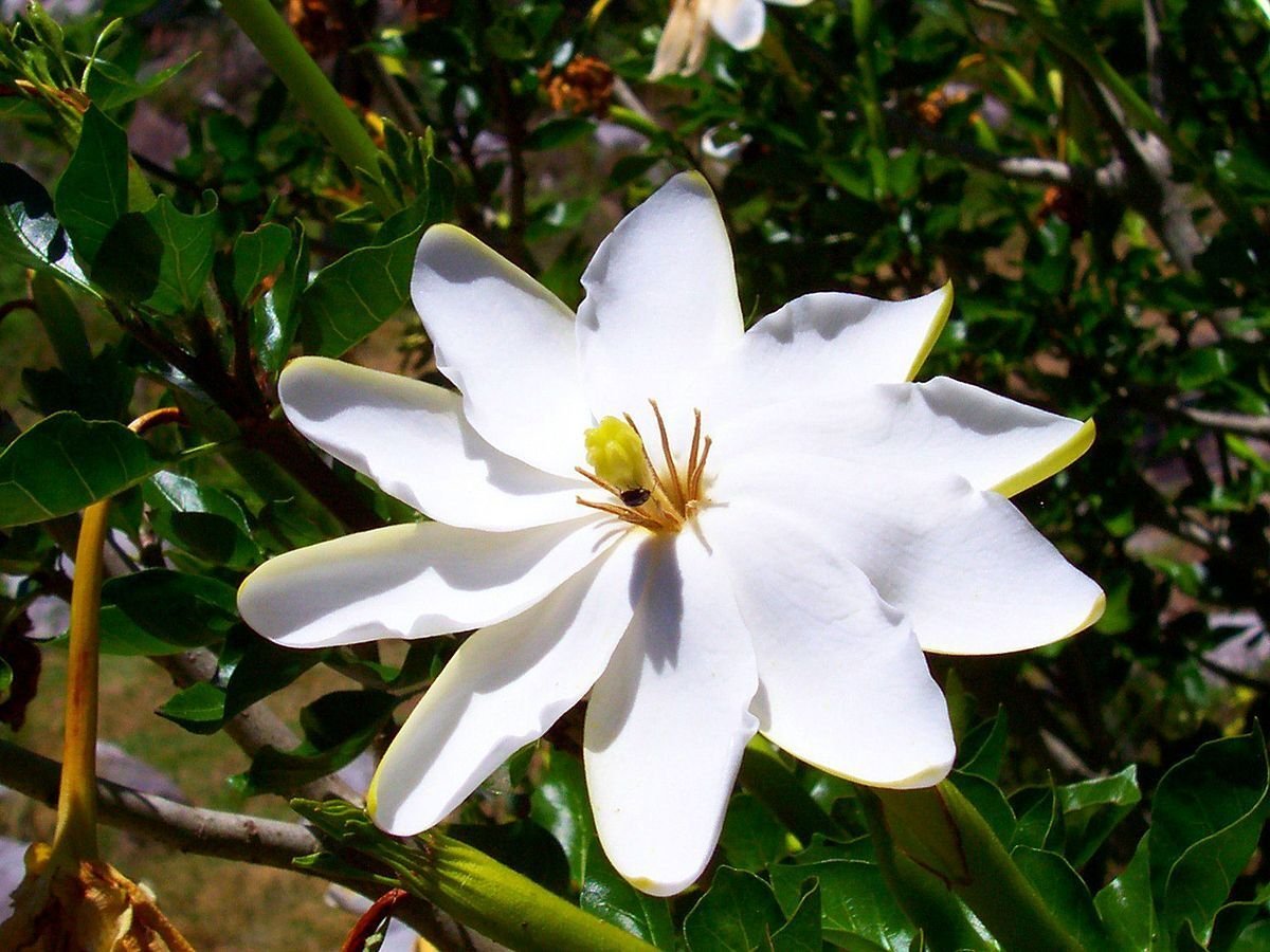 Super Forest Gardenia Rare Seeds Pcs 5 Gardenia Thunbergia
