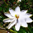 Super Forest Gardenia Rare Seeds Pcs 5 Gardenia Thunbergia