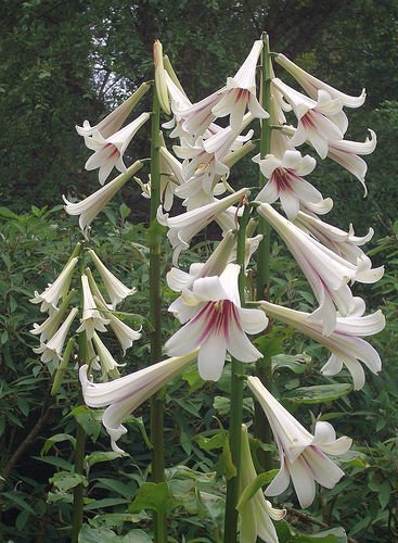 Super Giant Lily Seeds Pcs 8 Lys Giant Himalayan Cardiocrinum Giganteum