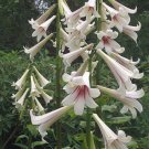 Super Giant Lily Seeds Pcs 8 Lys Giant Himalayan Cardiocrinum Giganteum