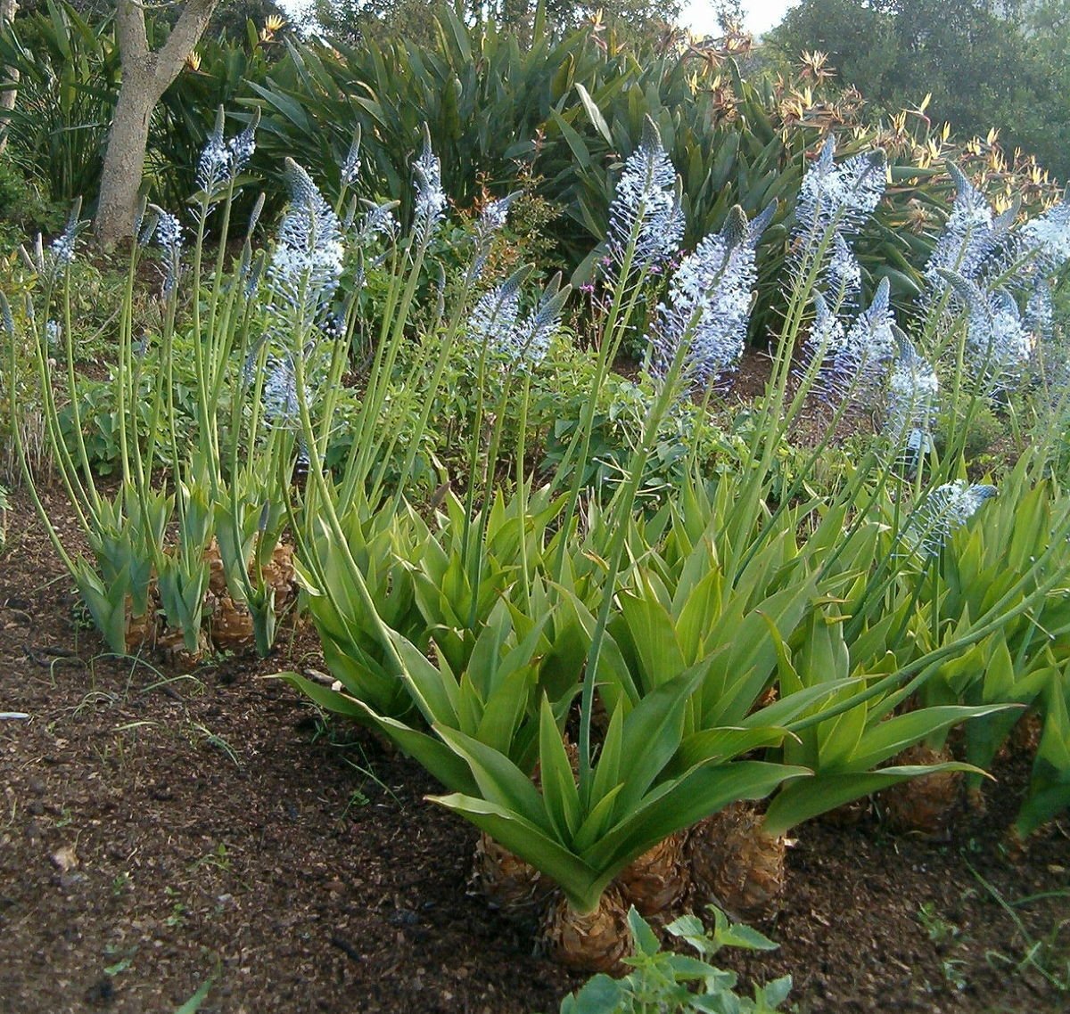 Super Blue Squill Rare Seeds Pcs 3 Blue Merwillea Mervillea Plumbea