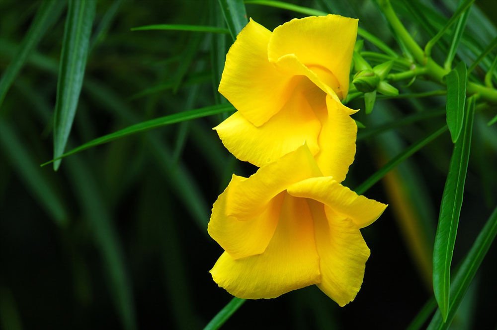Super Yellow Oleander Rare Seeds Pcs 2 Thevetia Du Perou Tibetan Peruvian