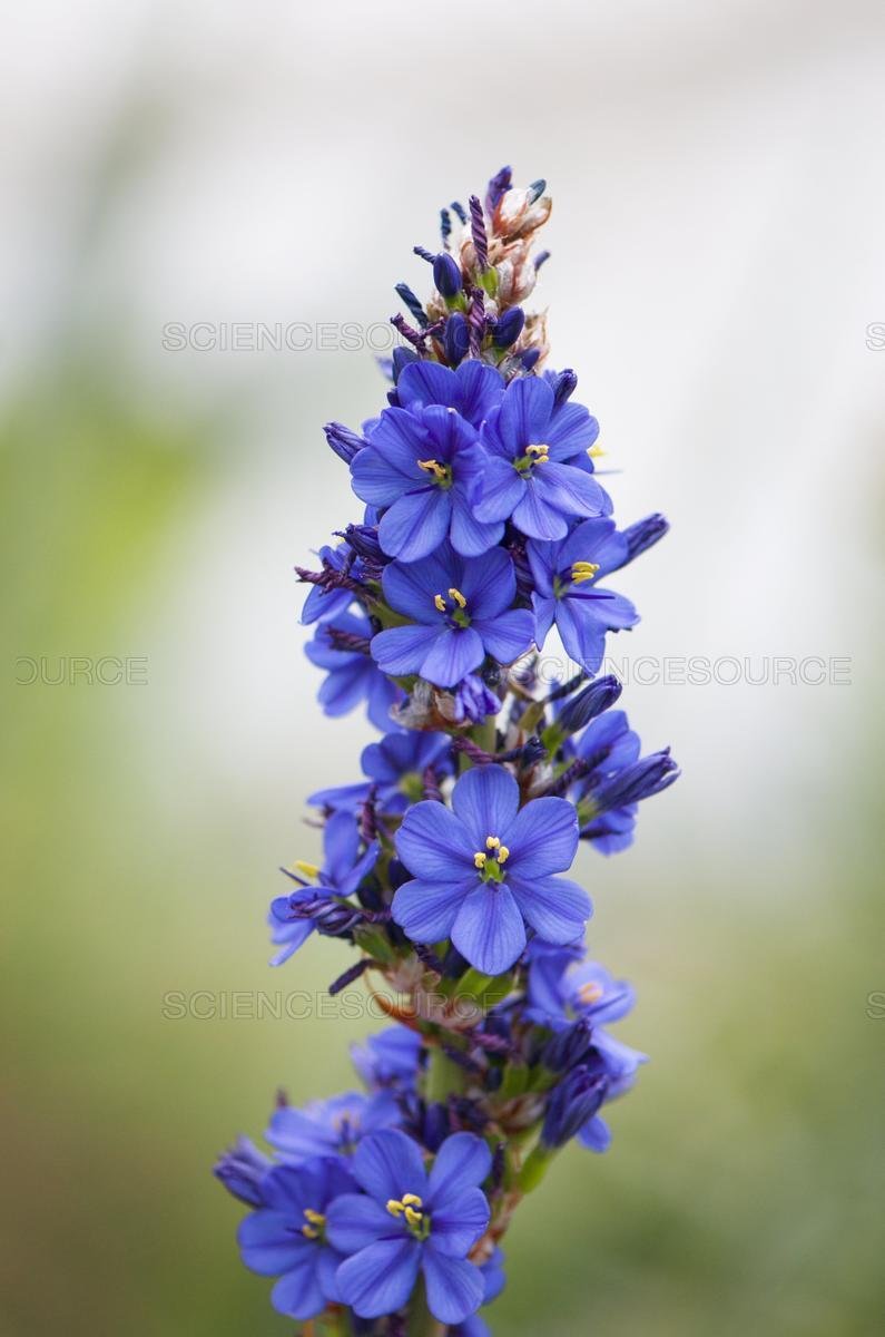 Super Blue Specter Rare Seeds Pcs 6 Aristea Major