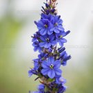 Super Blue Specter Rare Seeds Pcs 6 Aristea Major