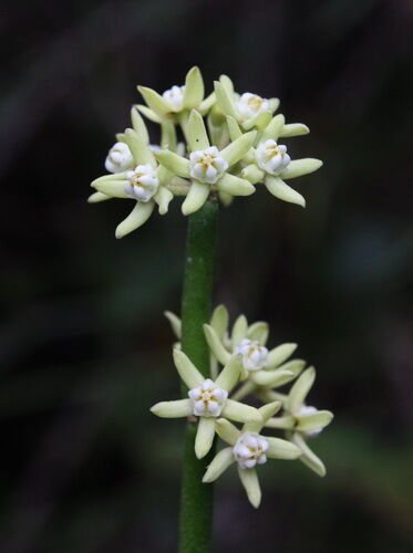 Super Sarcostemma Viminale Rare Seeds Pcs 4 Leafless Liana