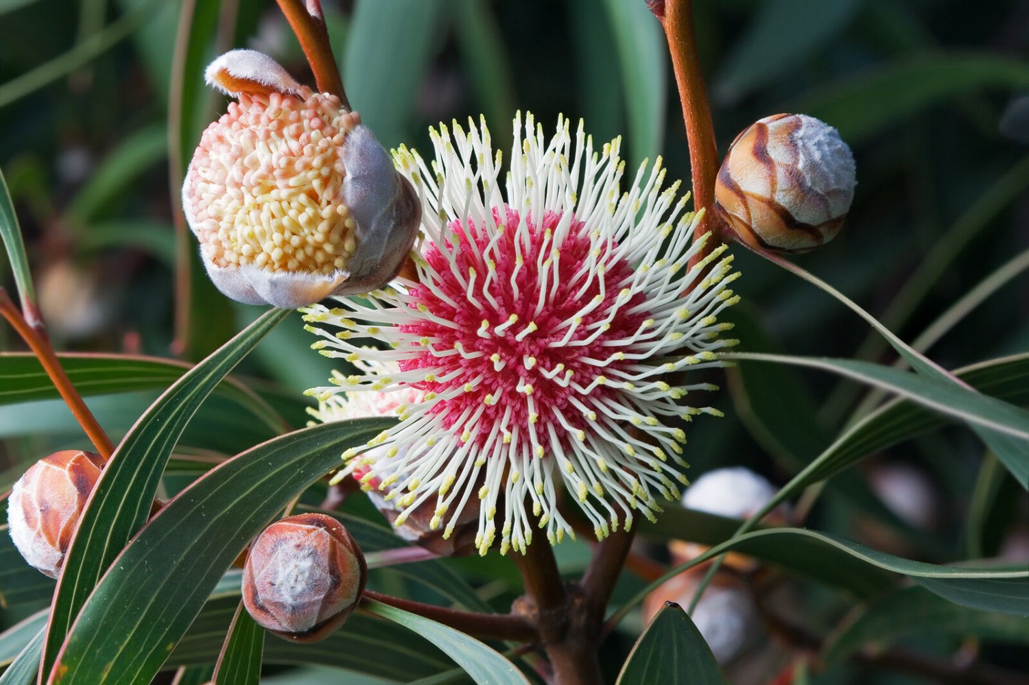 Super Pincushion Bush Rare Seeds Pcs 4 Hakea Laurina