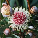 Super Pincushion Bush Rare Seeds Pcs 4 Hakea Laurina