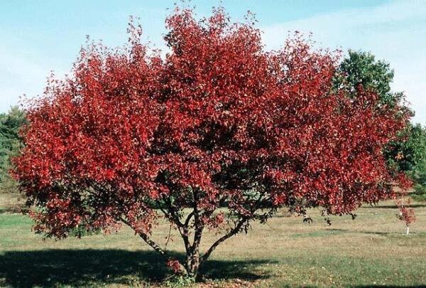 Super Amur Maple Seeds Pcs 6 Eerable Of Love Acer Ginnala
