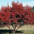 Super Amur Maple Seeds Pcs 6 Eerable Of Love Acer Ginnala