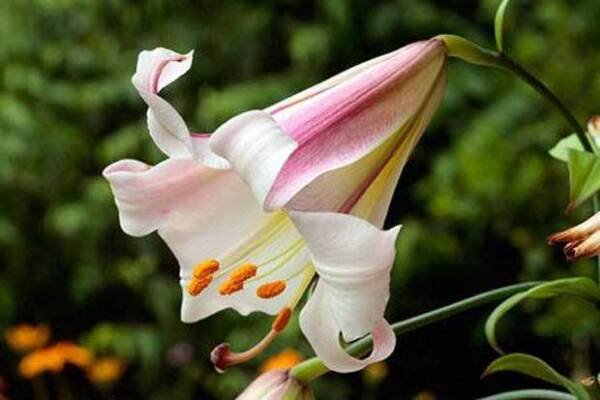 Super Regal Lily Seeds Pcs 6 Royal Lily Lilium Regale Perfumed Lis