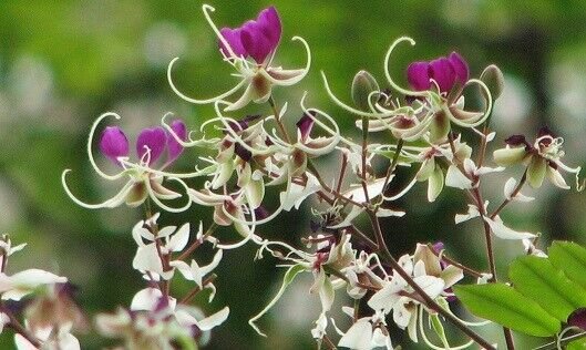 Super The Miriam Flower Tres Rare Seeds Pcs 2 De Lysidice Rhodostegia