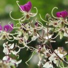 Super The Miriam Flower Tres Rare Seeds Pcs 2 De Lysidice Rhodostegia