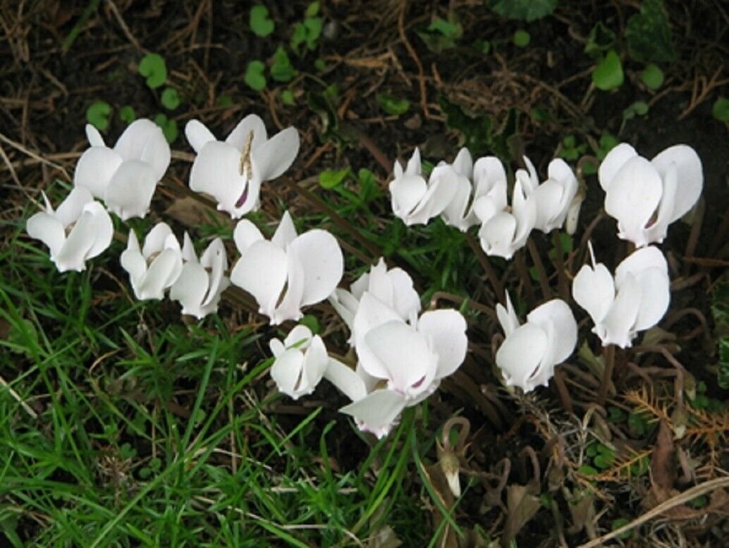 Super Hardy Seeds Pcs 4 Cyclamen White Cyclamen Hederifolium Album
