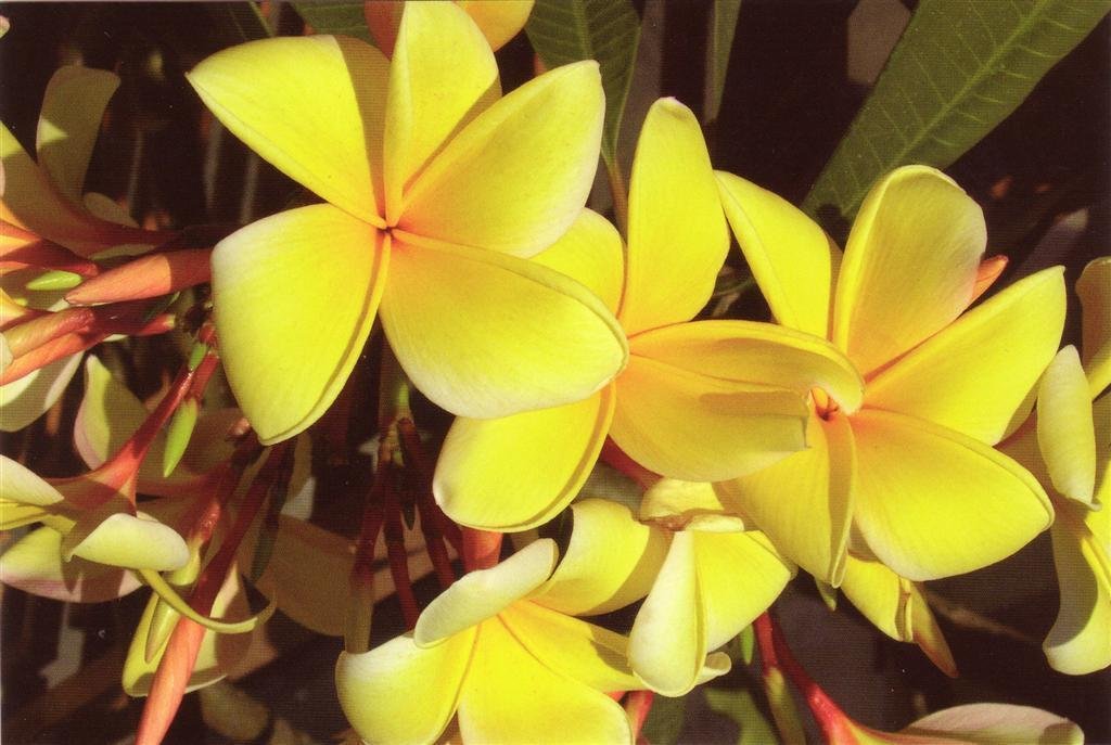 Super Plumeria Rubra Aztec Gold Seeds Pcs 3 Yellow Frangipanier