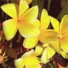 Super Plumeria Rubra Aztec Gold Seeds Pcs 3 Yellow Frangipanier