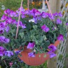 Super Lathyrus Odoratus Sugar Spice Seeds Pcs 5 Sweet Pea For Suspension