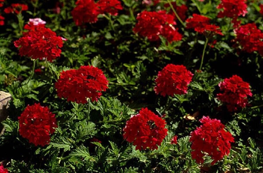Super Verbena Hortensis Seeds Pcs 25 Red Hybrid Verbena