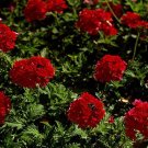 Super Verbena Hortensis Seeds Pcs 25 Red Hybrid Verbena