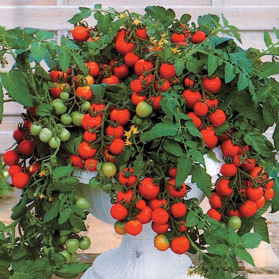 Super Tomato Seeds Pcs 25 Compact Tomato For Pot Balcony Maskotka Lyc Es