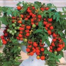 Super Tomato Seeds Pcs 25 Compact Tomato For Pot Balcony Maskotka Lyc Es