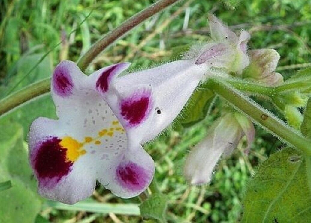 Super Tigers Claw Seeds Pcs 3 Carnivorous Death Head Martynia Annua