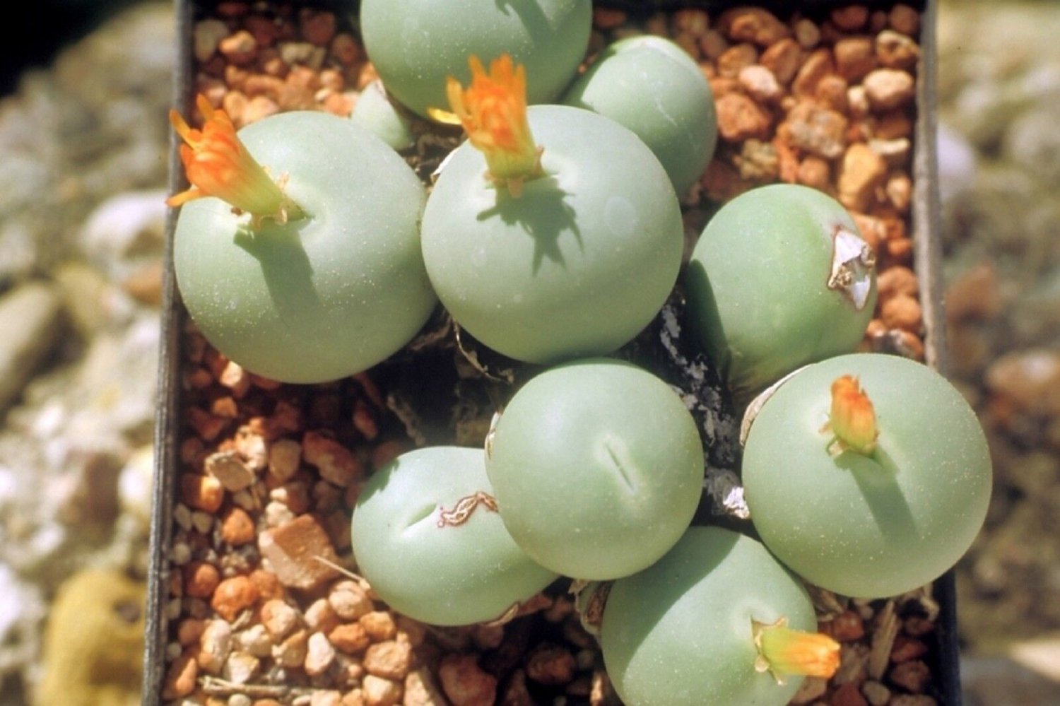 Super Button Plant Seeds Pcs 5 Button Plant Conophytum Calculus