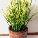 Super Pencil Plant Seeds Pcs 6 Euphorbia Tirucalli